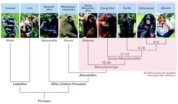 Evolutionsbiologie. Abb. [11 - 5] Stammbaum der Primaten