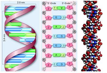 Genetik. [Abb. 6-12] Drei verschiedene Darstellungen des Watson-Crick-Modells der DNA